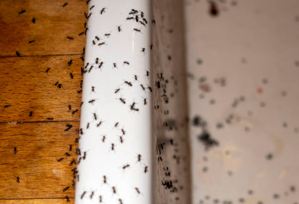 Best Pest Removal Services  in Marion, IA